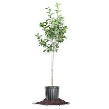Fuji Apple Tree 5 Gallon