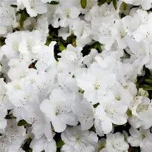 Azalea Delaware Valley 3GAL