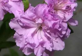 Azalea Elsie Lee  3Gal