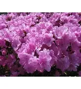 Azalea Elsie Lee  3Gal