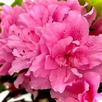 Azalea Encore Autumn Carnation PP  3gal