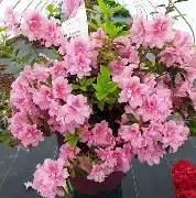 Azalea Encore Autumn Carnation PP  3gal