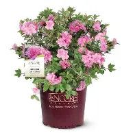 Azalea Encore Autumn Carnation PP  3gal