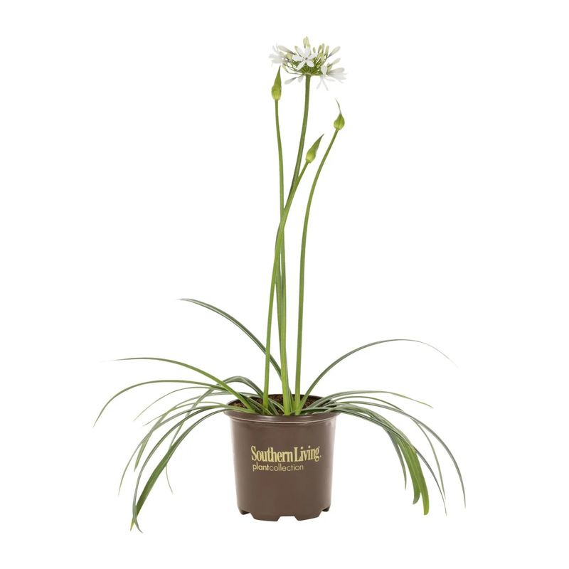 Agapanthus Twister 1 gal