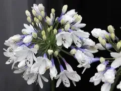 Agapanthus Twister 1 gal