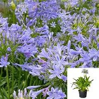 Agapanthus Africanus 1gal