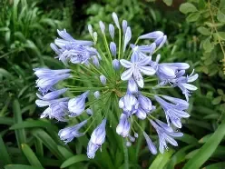 Agapanthus Africanus 1gal