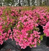 Azalea Coral Bell 3 Gal