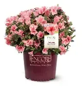 Azalea Coral Bell 3 Gal