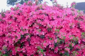 Azalea Judge Soloman 3 Gal