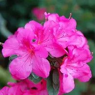 Azalea Judge Soloman 3 Gal