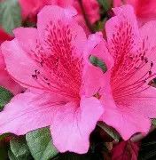 Azalea Pride of Mobile 3Gal