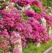 Azalea Pride of Mobile 3Gal