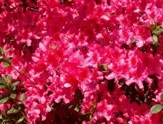 Azalea Pride of Mobile 3Gal