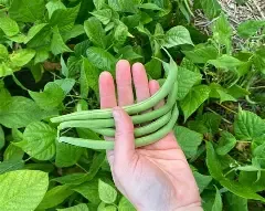 Blue Lake Bush Green Bean 1/2#