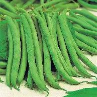 Tendergreen Bush .5#