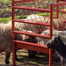 Behlen Sheep and Goat Feeder 4' Red