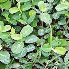 Alyce Clover Raw 50#