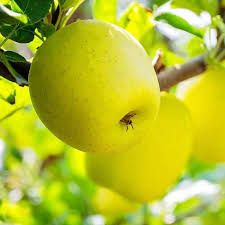 Yellow Delicious Apple Tree 5 Gallon