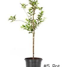 Yellow Delicious Apple Tree 5 Gallon