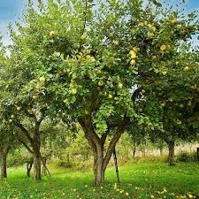 Yellow Delicious Apple Tree 5 Gallon