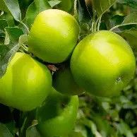 Granny Smith Apple 5gal