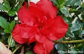 Azalea Encore Autumn Fire 3 gal