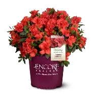 Azalea Autumn Embers Encore  3 gal