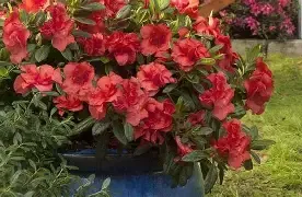 Azalea Autumn Embers Encore  3 gal