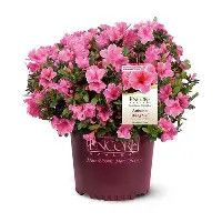 Azalea Encore Autumn Sangria 3 Gal