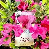 Azalea Encore Autumn Sangria 3 Gal