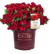 Azalea Red Ruffle 3 gal