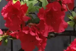 Azalea Red Ruffle 3 gal