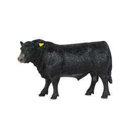 BCT Angus Bull