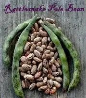 Rattlesnack Pole Bean 1/2#