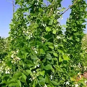Kentucky Wonder Bean Bush 1/2#