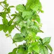Apache Blackberry Vine 3 Gallon
