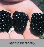 Apache Blackberry Vine 3 Gallon
