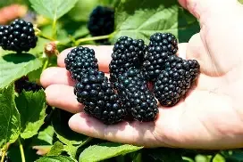 Blackberry Natchez 3GAL