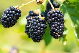 Blackberry Natchez 3GAL