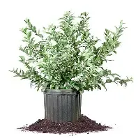Blueberry Climax 3 gal
