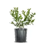 Blueberry Premium  1 gal