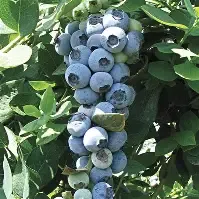 Blueberry Premium  1 gal