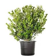 Boxwood Wintergreen 3 gal