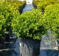 Boxwood Wintergreen 3 gal