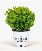 Boxwood Japanese  1 Gal