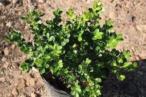 Boxwood Japanese  1 Gal