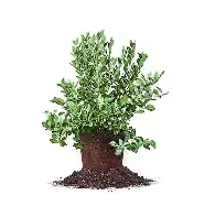 Blueberry Powder Blue 3 gal