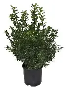 Blueberry Prince 3 Gal