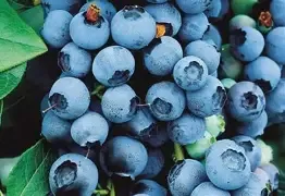 Blueberry Tifblue 3 gal